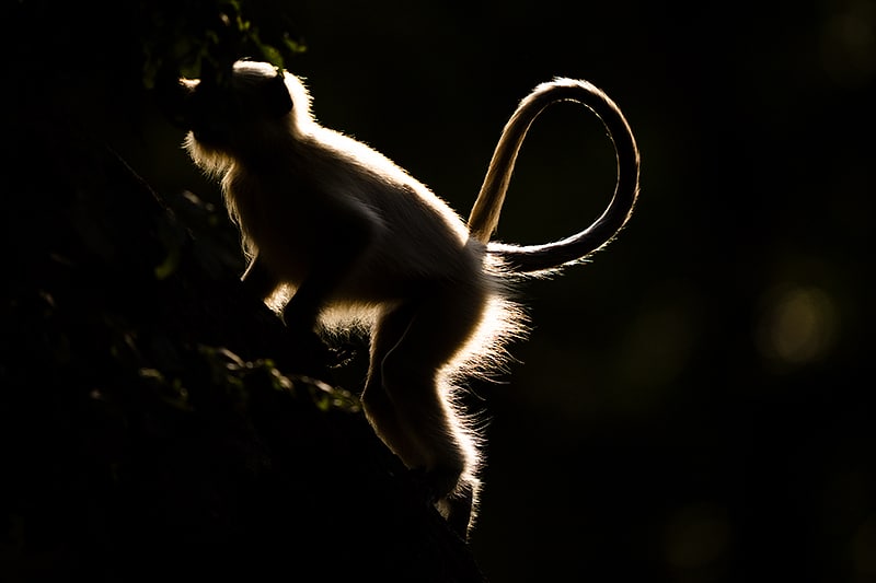 Northern Plain Langur under the reflected light