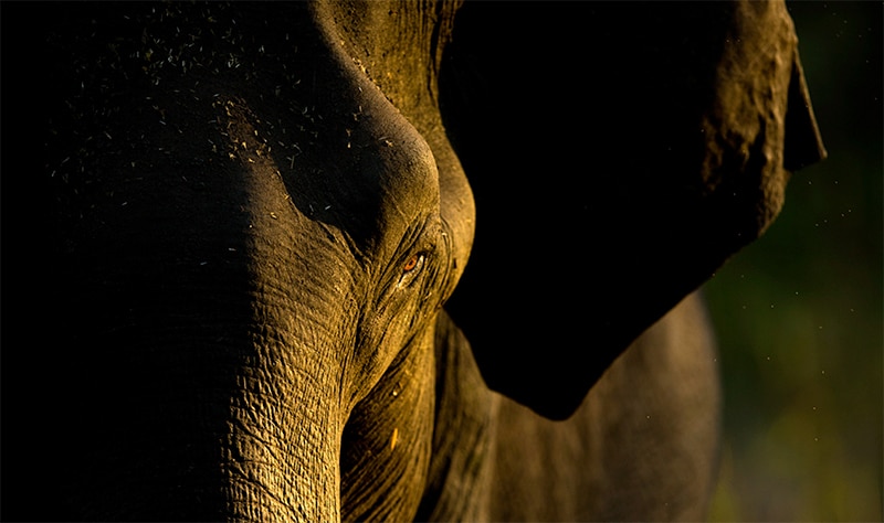 Elephant under the split light