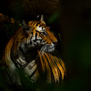 Bandhavgarh Tiger Reserve June 2022