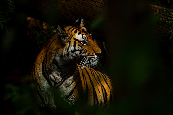 Bandhavgarh Beckons