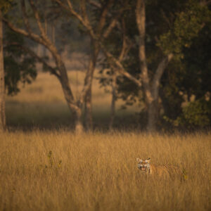 Kanha Tiger Reserve January 2024