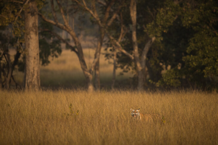 Kanha Tiger Reserve