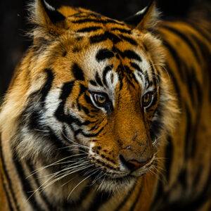 Bandhavgarh Tiger Reserve April 2022