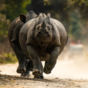 Kaziranga Tiger Reserve March 2022