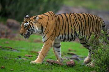 Tiger/ Ranthambore