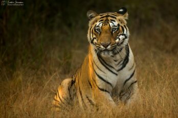 wildlife photography tours india
