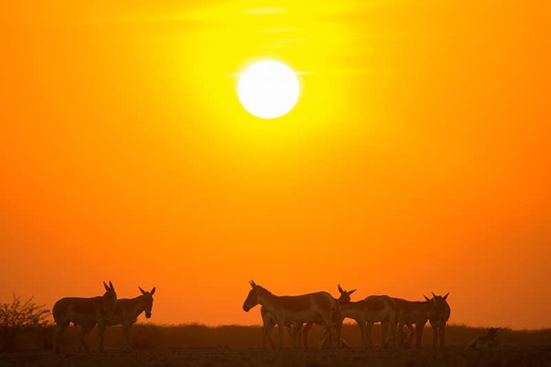 Wildlife photography courses Wildlife photography courses