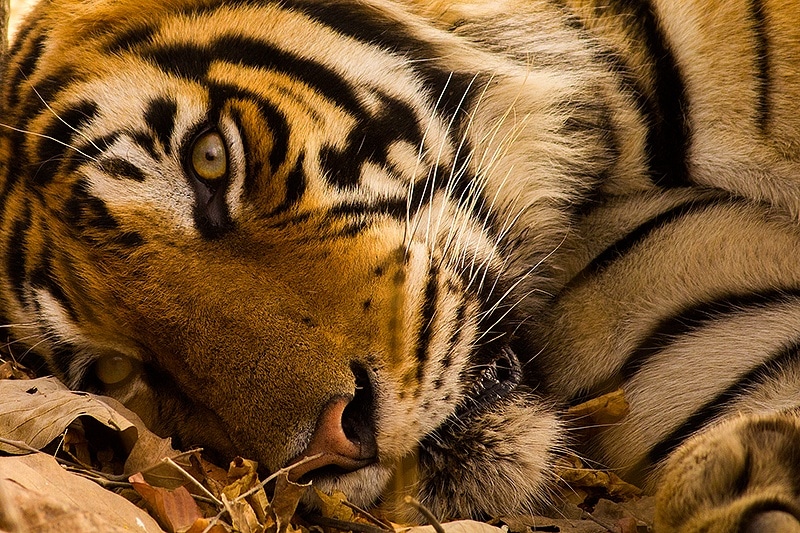 Wildlife photography courses by Sudhir Shivaram