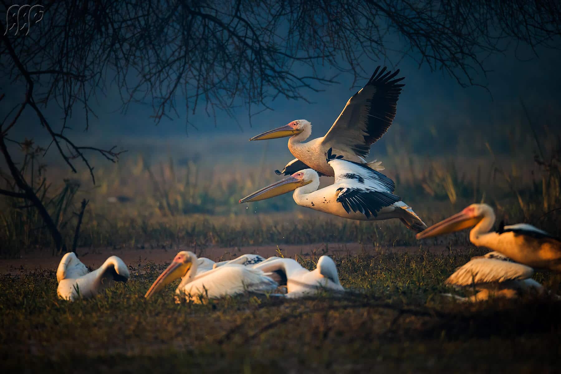 birds flying
