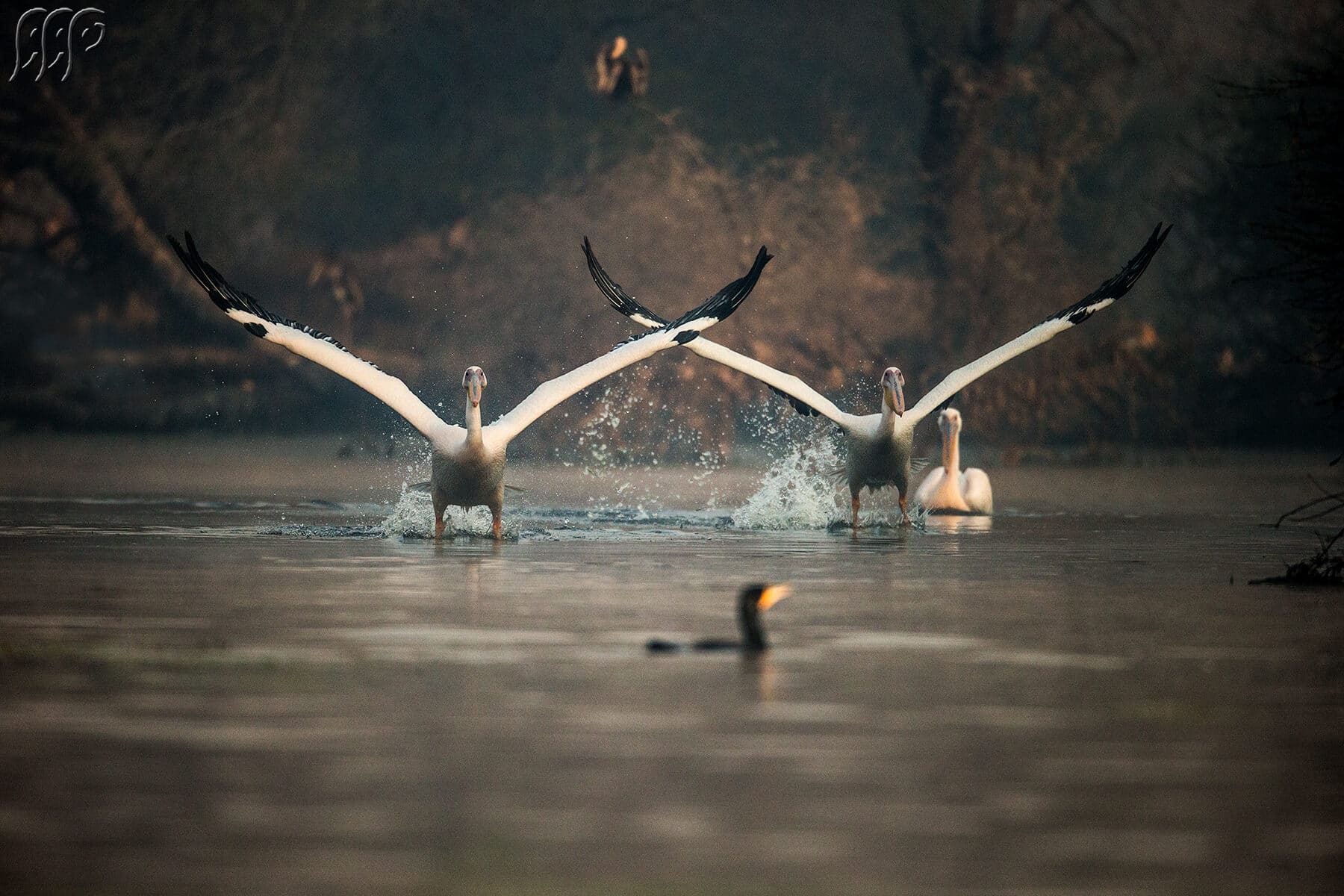 cranes flying