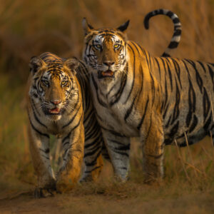 Panna Tiger Reserve April 2024