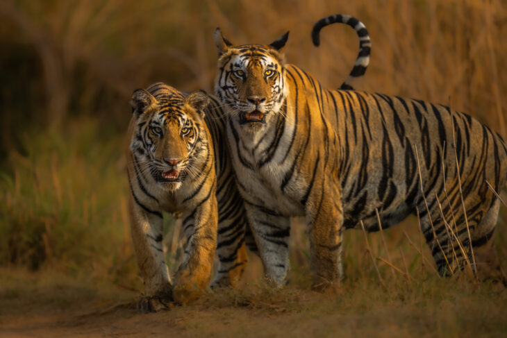 Panna Tiger Reserve