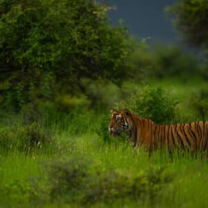 Ranthambhore May 2025