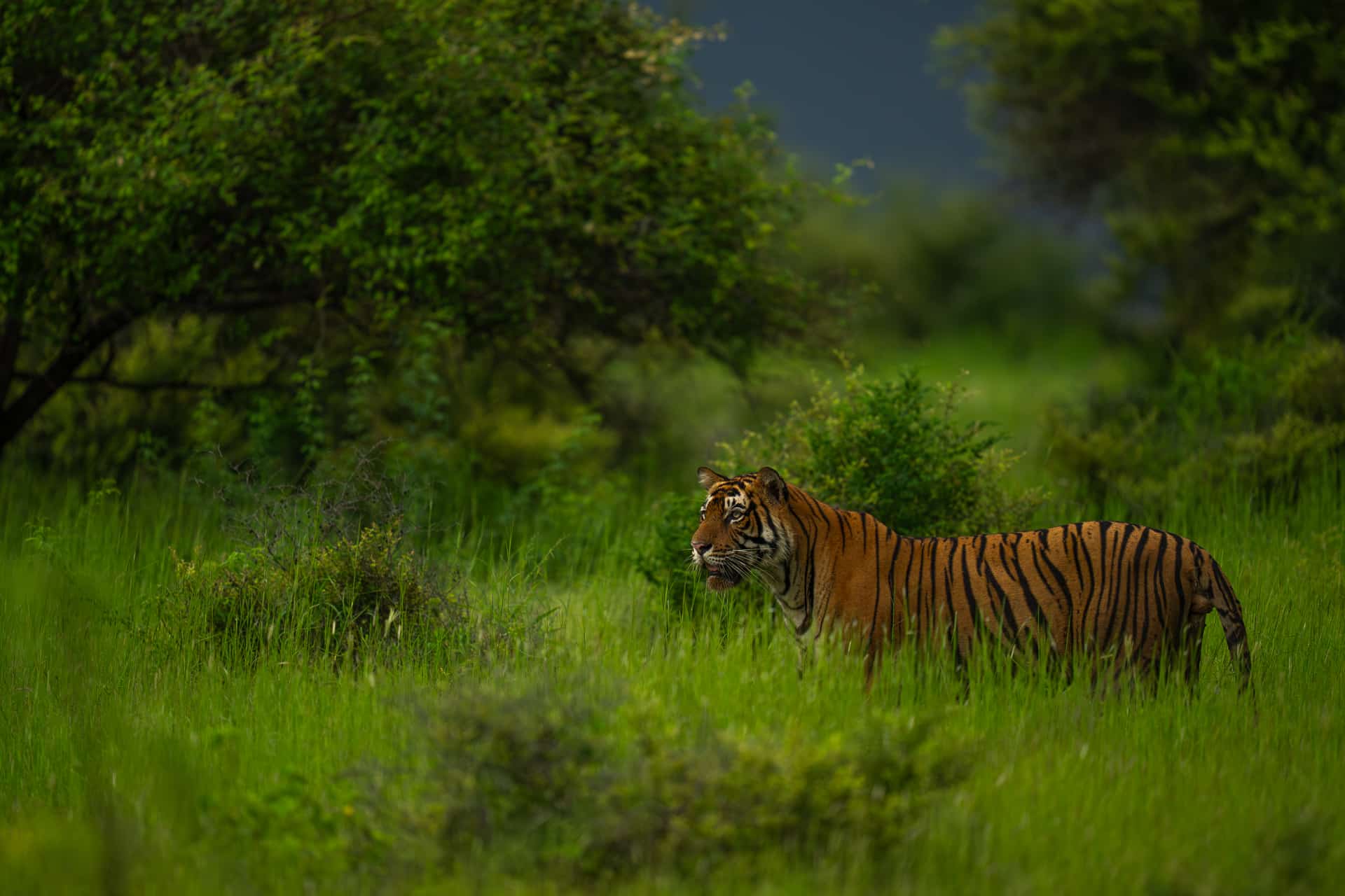 Ranthambhore May 2025