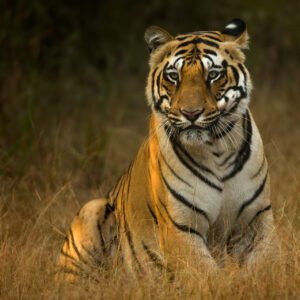 Tadoba 4 Full Days Safaris March 2024