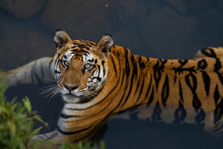 Panna Tiger Reserve