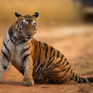 Panna Tiger Reserve June 2024