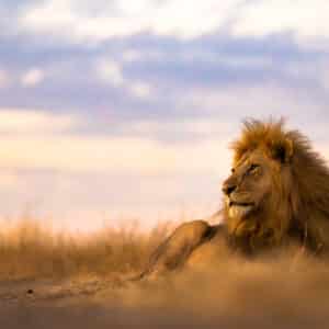 Masai Mara Migration Sept 2024 - Batch2