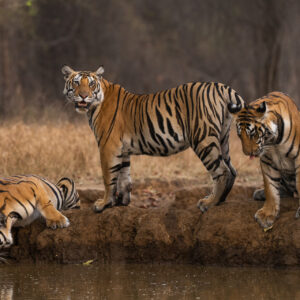 Panna Tiger Reserve Oct 2024