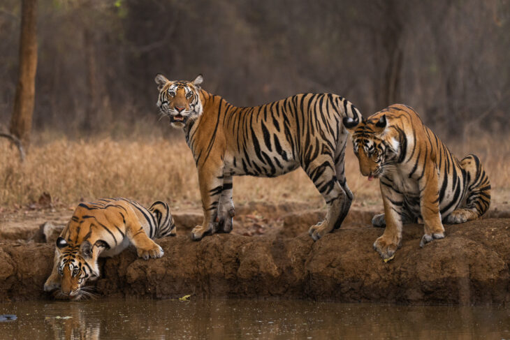 Panna Tiger Reserve