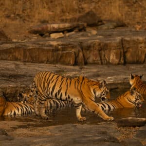 Panna Tiger Reserve Oct Batch 2 2024
