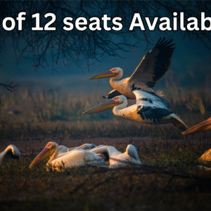 Bharatpur Bird Photography Feb 2026