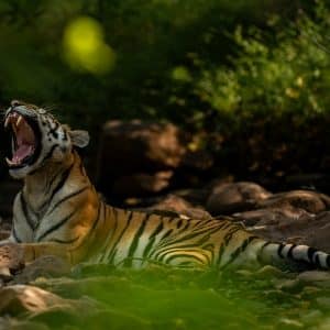 Bandhavgarh Tiger Reserve April 2026