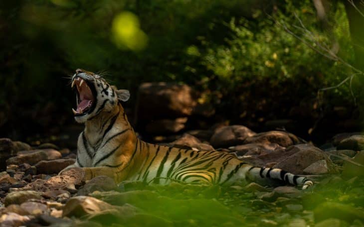 Bandhavgarh Tiger Reserve