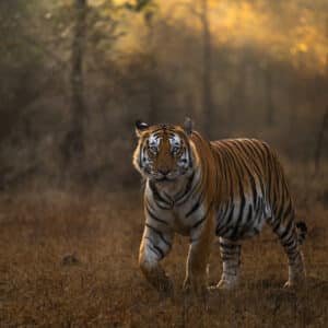 Panna Tiger Reserve April 2025