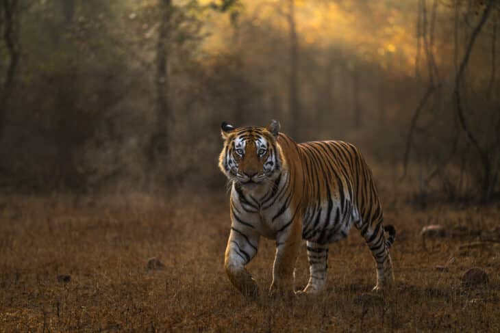 Panna Tiger Reserve