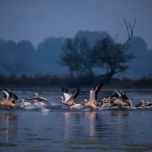 Bharatpur Bird Photography Feb 2025