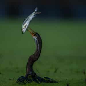 Bharatpur Bird Photography Feb 2026