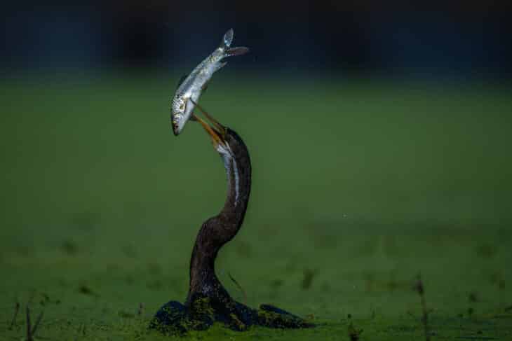 Bharatpur Bird Photography