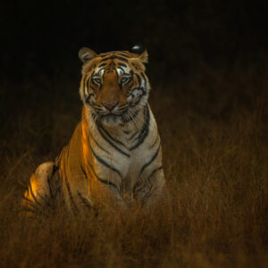 Kanha Tiger Reserve January 2025