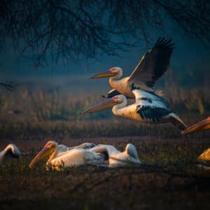 Bharatpur Bird Photography Dec 2024