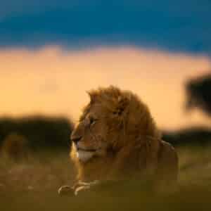 Masai Mara The Hunt Edit Feb 2026