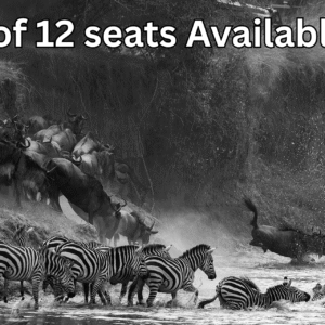 Masai Mara Migration Sept 2025