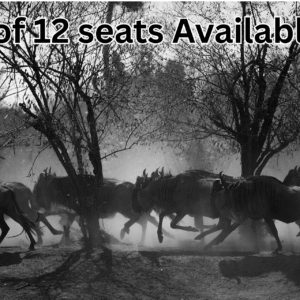 Masai Mara Migration Sept 2025 Batch 2