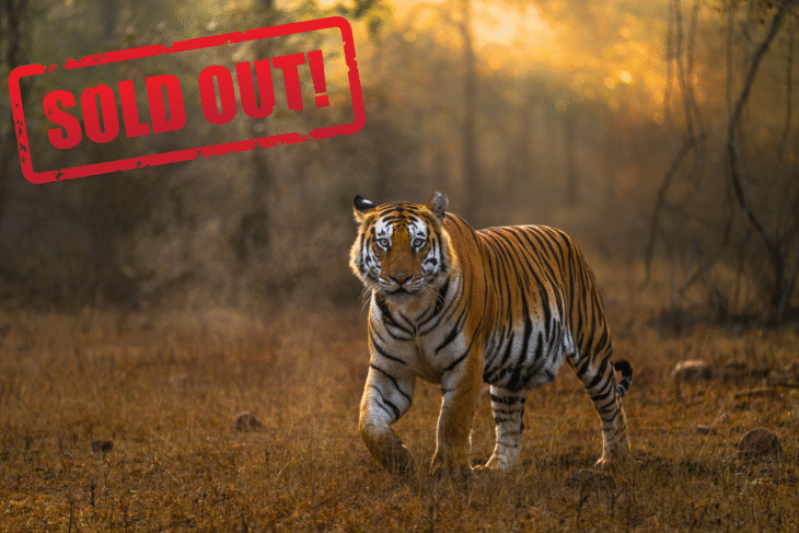 Panna Tiger Reserve