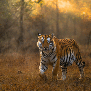 Panna Tiger Reserve Oct 2025