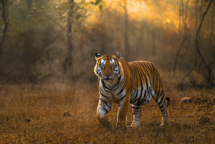 Panna Tiger Reserve