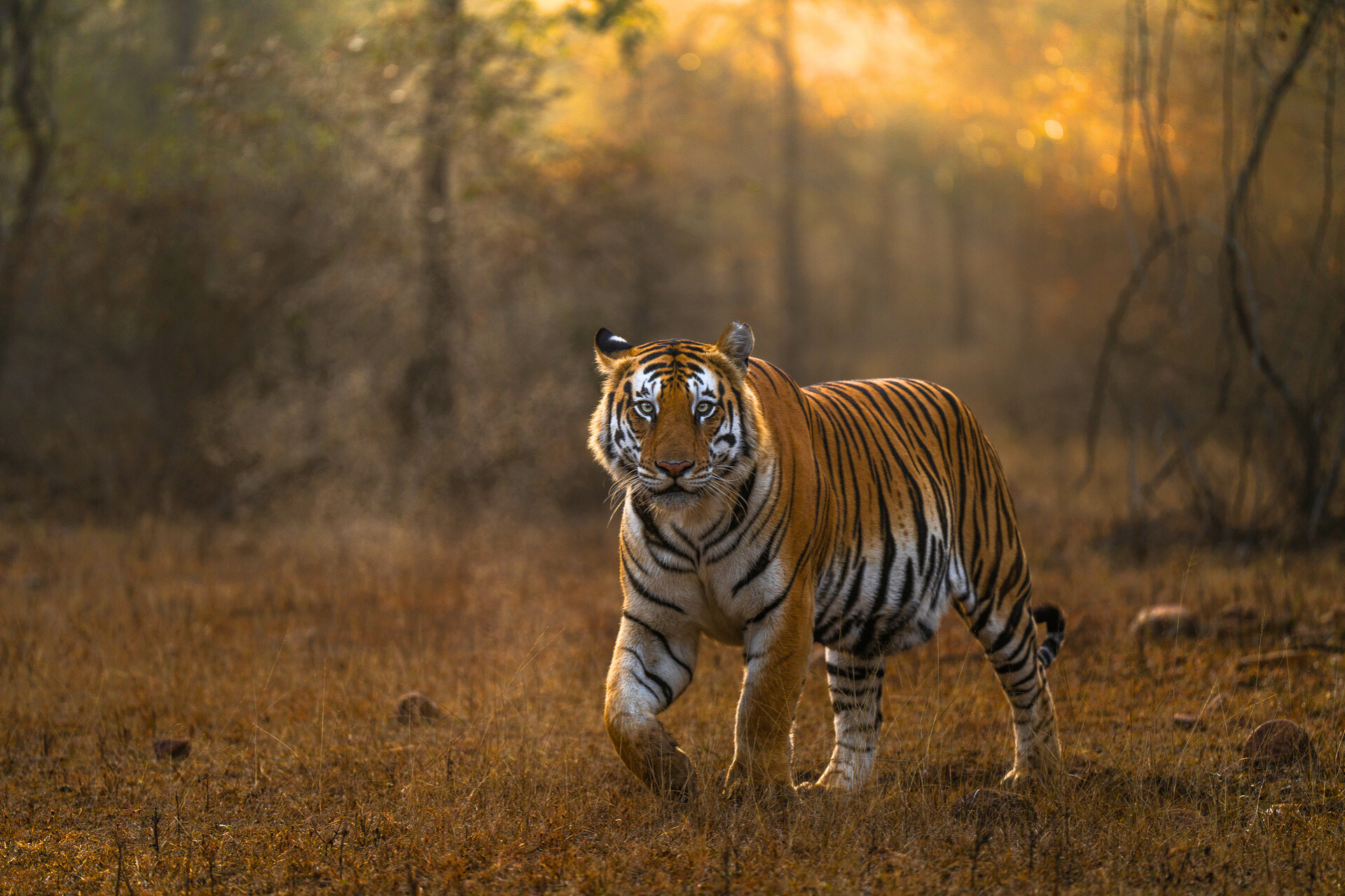 Panna Tiger Reserve Oct 2025