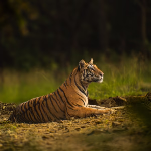 Ranthambhore April 2027