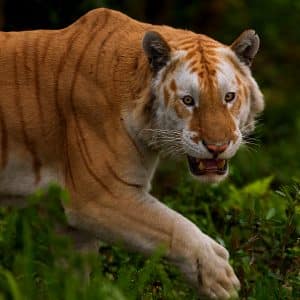 Kaziranga Tiger Reserve April 2026