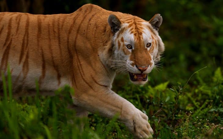 Kaziranga Tiger Reserve