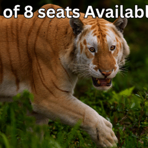 Kaziranga Tiger Reserve March 2026