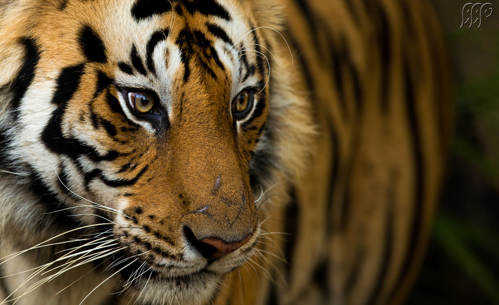 Tadoba Tiger Reserve June 2026