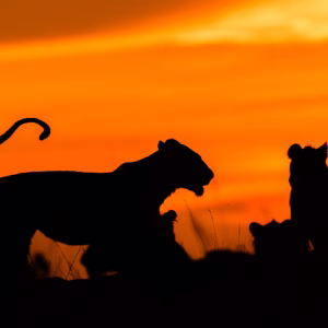 Masai Mara The Hunt Edit Feb 2027 - B2
